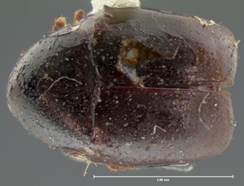 Media type: image;   Entomology 6635 Aspect: habitus dorsal view
